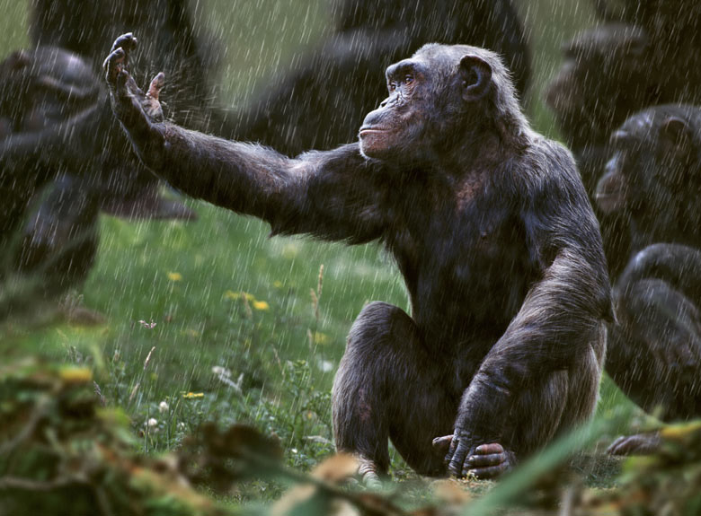 difference between human and chimpanzee hand difference between human and chimpanzee hand